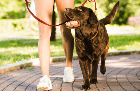 4 วิธีดูแลสุขภาพข้อต่อสุนัข