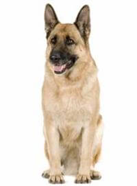 สุนัขสายพันธุ์เยอรมันเชพเพิร์ด - ข้อมูลสุนัขและลูกสุนัข ลักษณะนิสัย